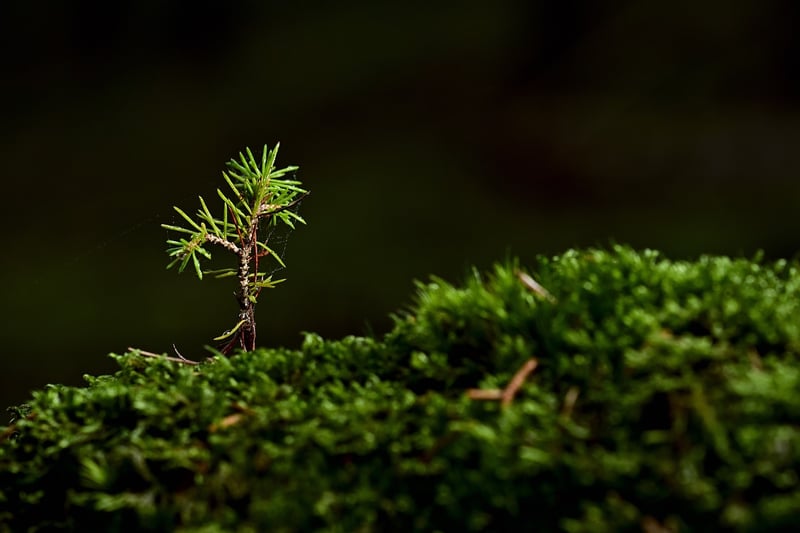 Indoor Plants